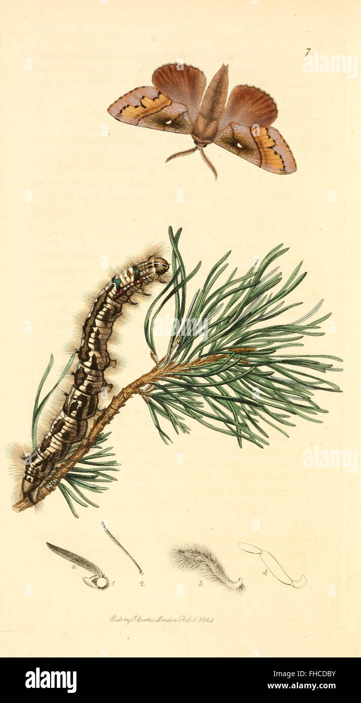 A detailed pictorial work on British insects, documenting various ...