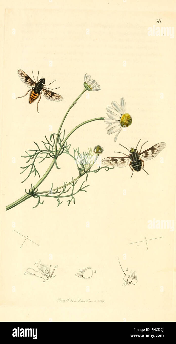 Insect Biro Study A collection of British entomological studies, featuring detailed ...