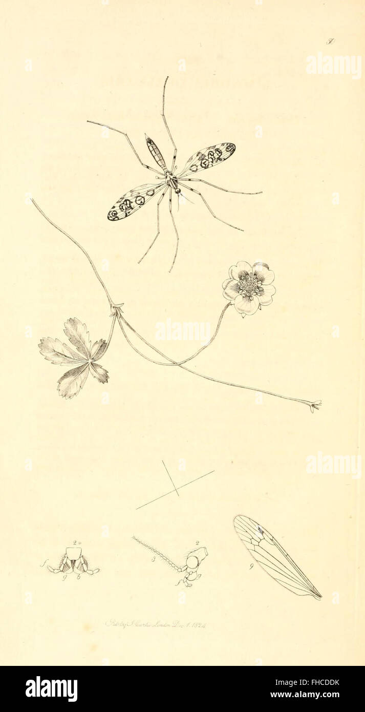 British entomology, Botany Great Britain Pictorial works Smithsonian ...