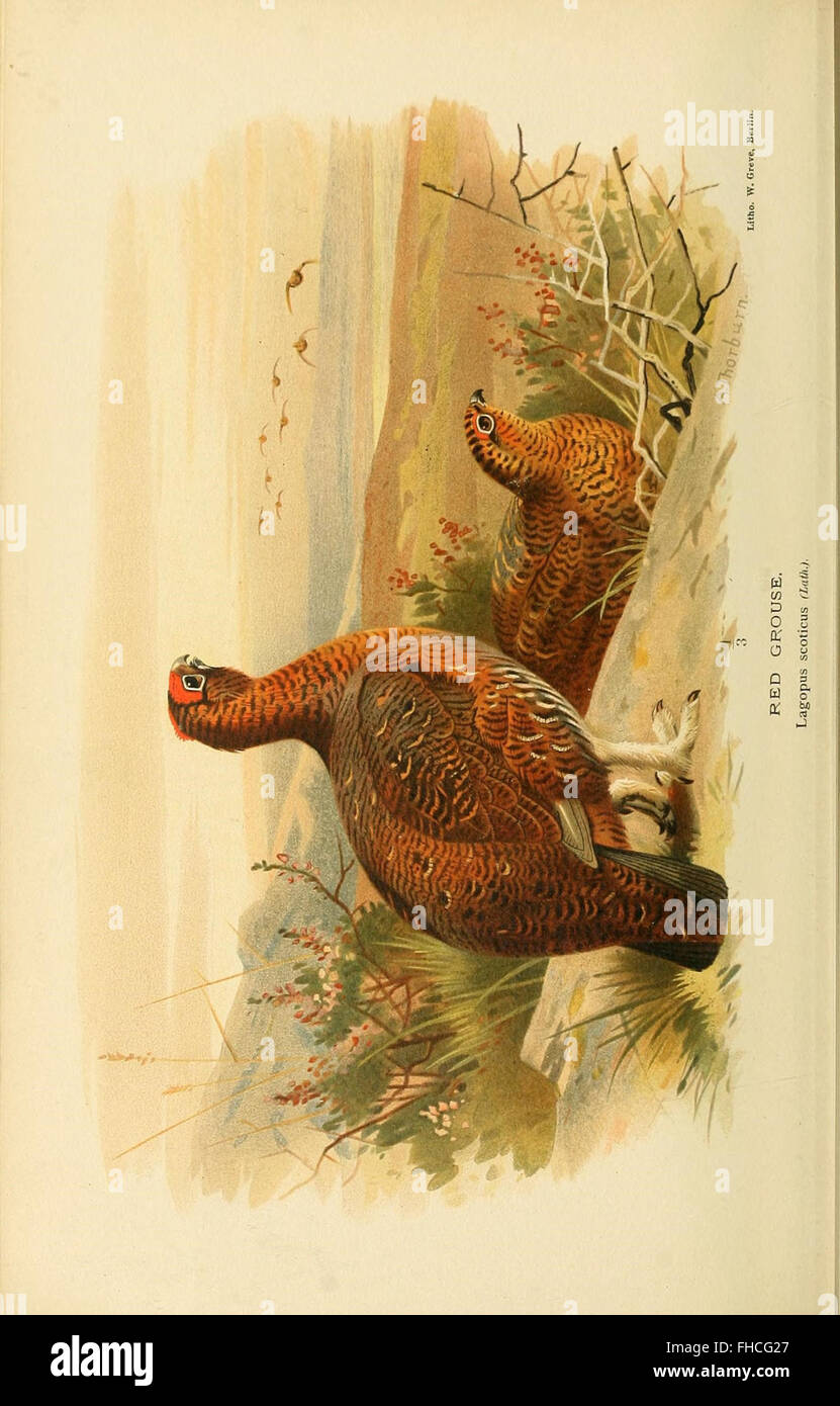 An illustrated guide to the birds of the British Islands, published by ...