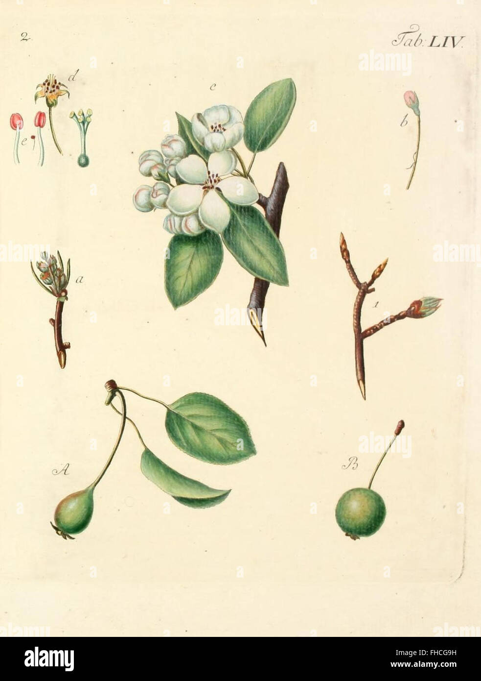 A botanical work describing and illustrating wild trees, shrubs, and ...