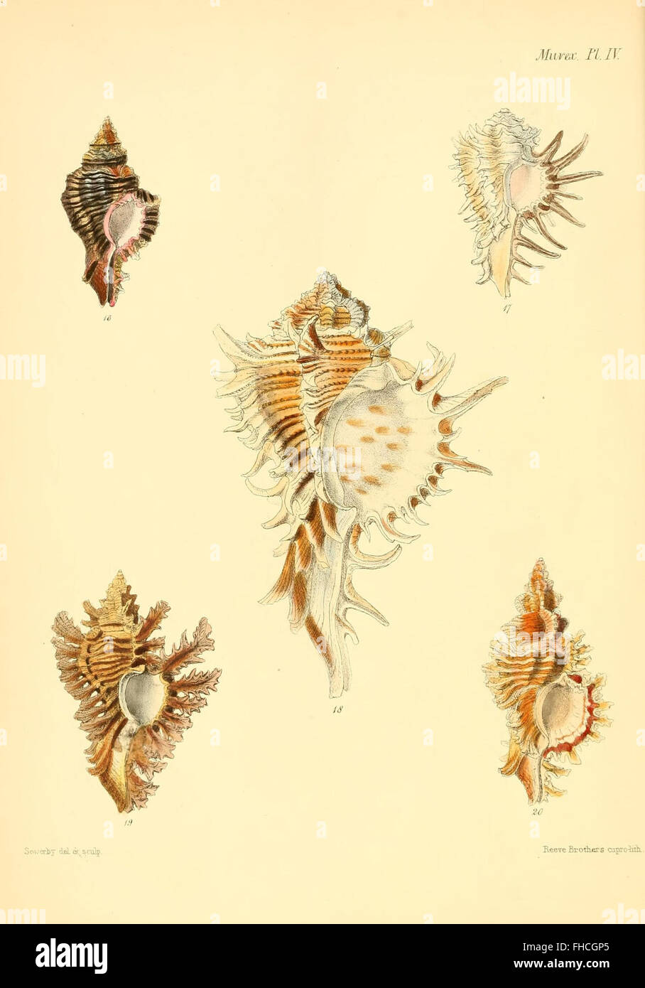 A pictorial work showcasing illustrations of mollusc shells, including ...