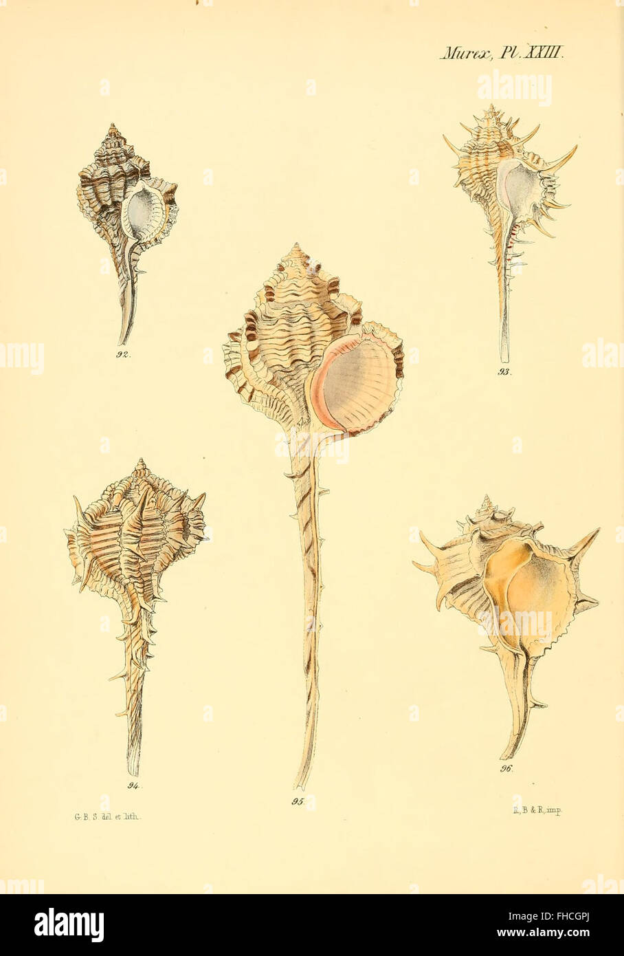 A comprehensive pictorial work on mollusks, detailing the shells of ...