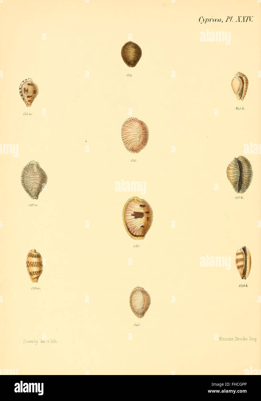 A pictorial work illustrating the shells of mollusks, showcasing a wide ...