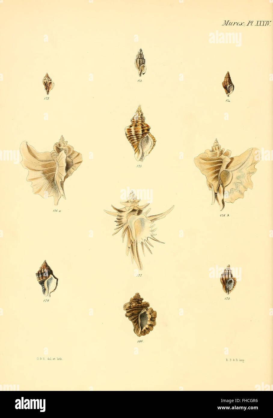 A comprehensive collection of illustrations showcasing the shells of ...