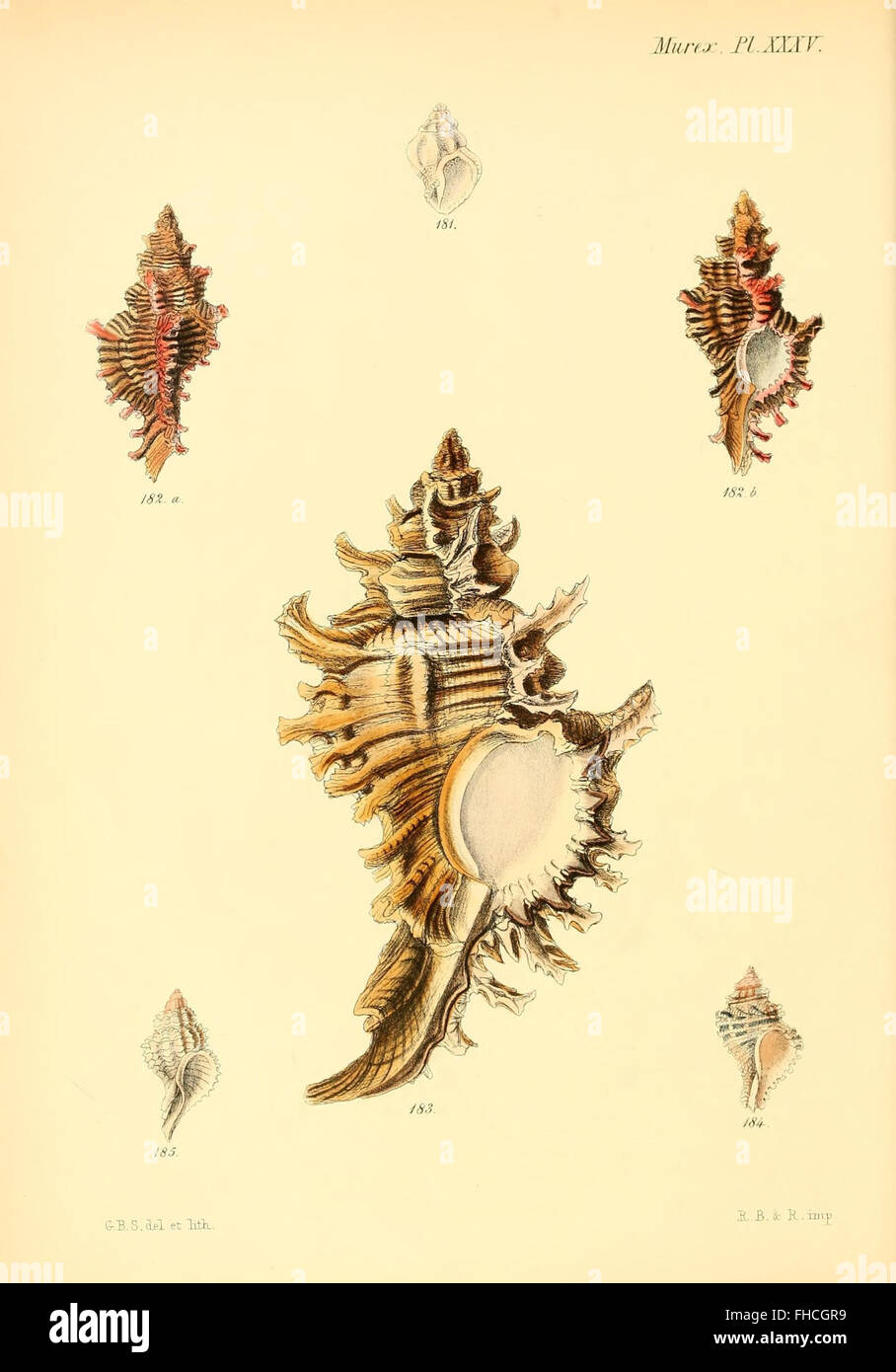 A comprehensive work showcasing illustrations of mollusk shells ...