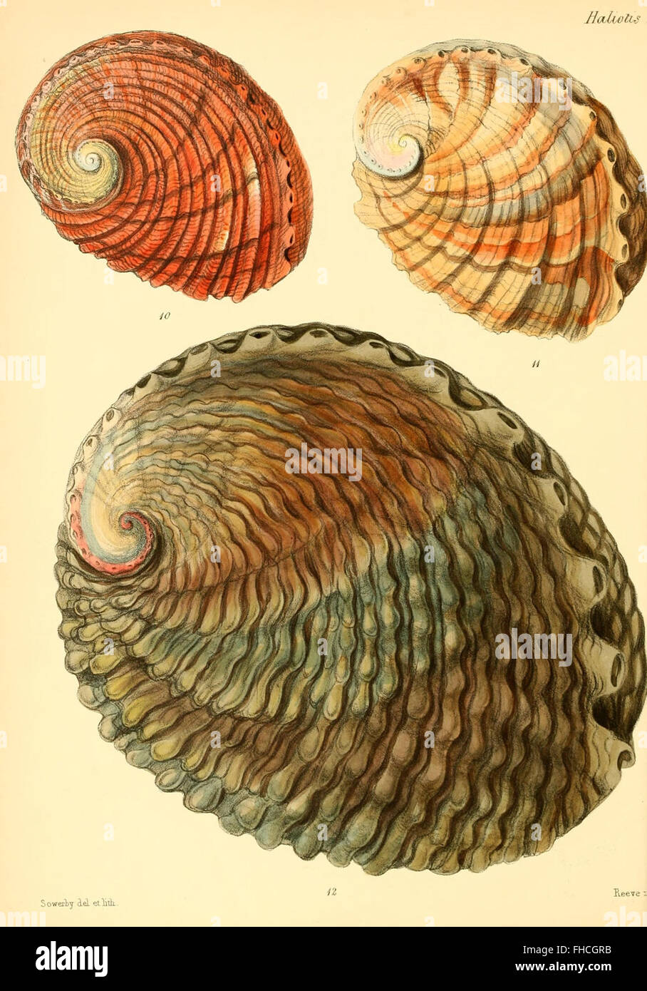 A detailed illustration and description of mollusk shells, Smithsonian ...