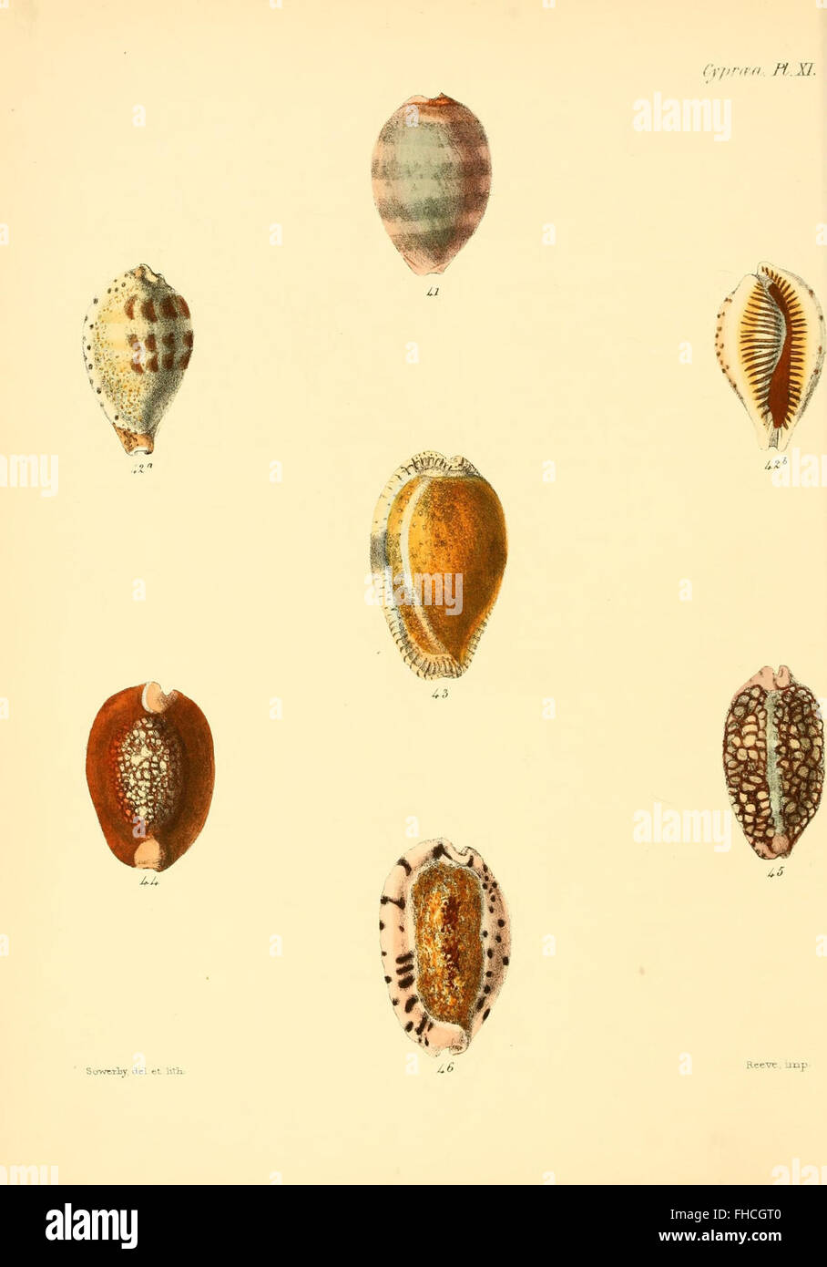 An illustrated work on the shells of molluscous animals, showcasing ...