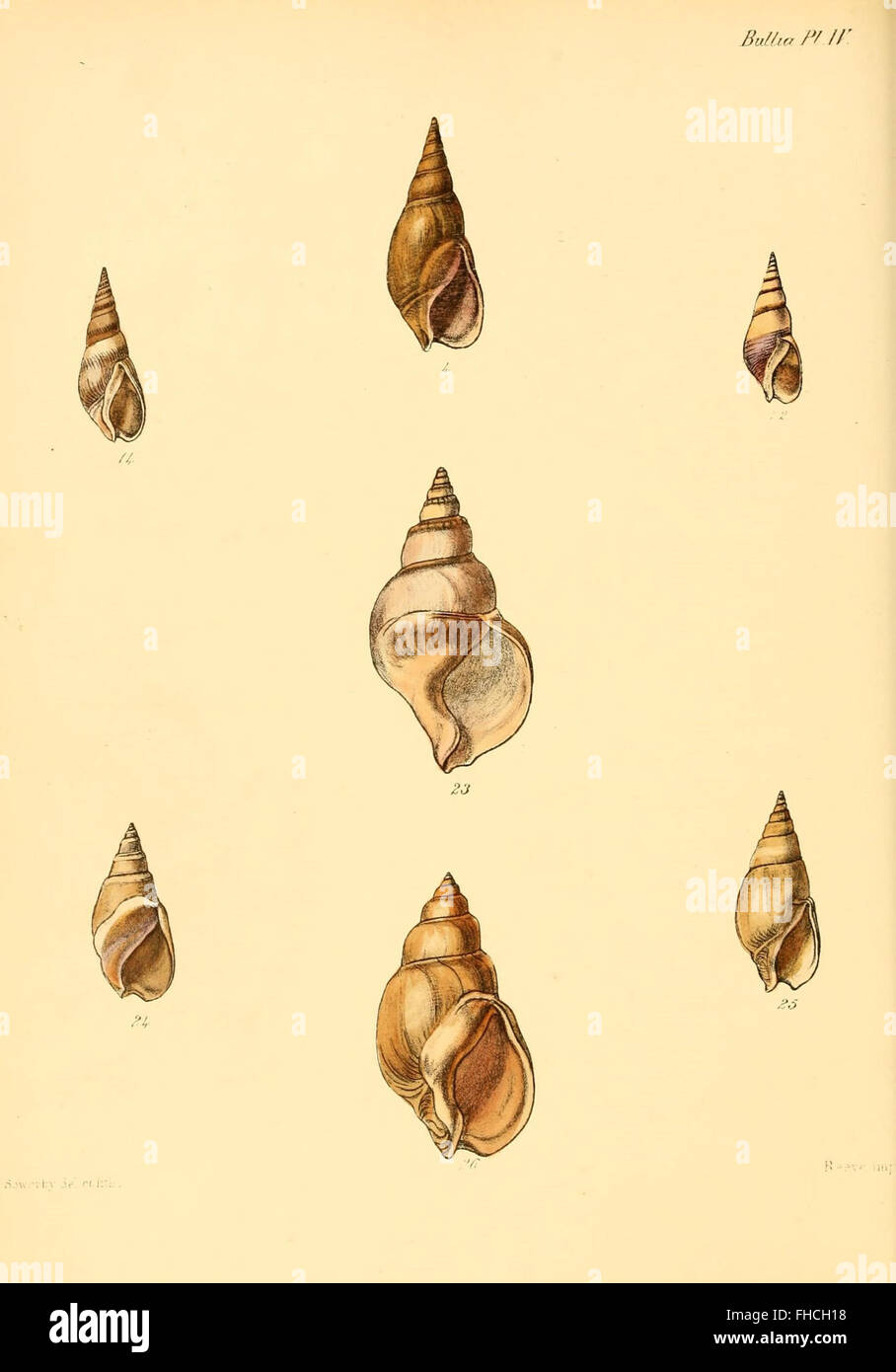 Conchologia Iconica, Illustrations of Mollusks Shells, Pictorial Works ...