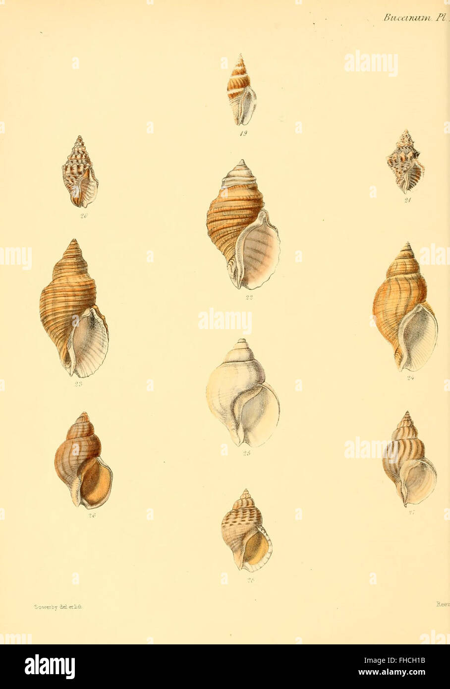 A detailed illustration of molluscous animals and their shells ...
