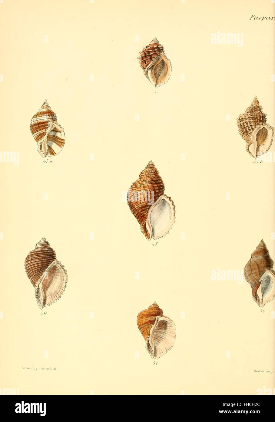 A comprehensive pictorial work on mollusk shells, featuring detailed ...
