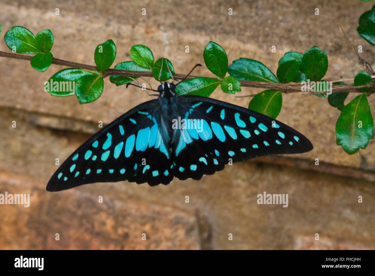 A blue and black BUTTERFLY on the BOLAVEN PLATEAU near PAKSE SOUTHERN, LAOS Stock Photo Alamy