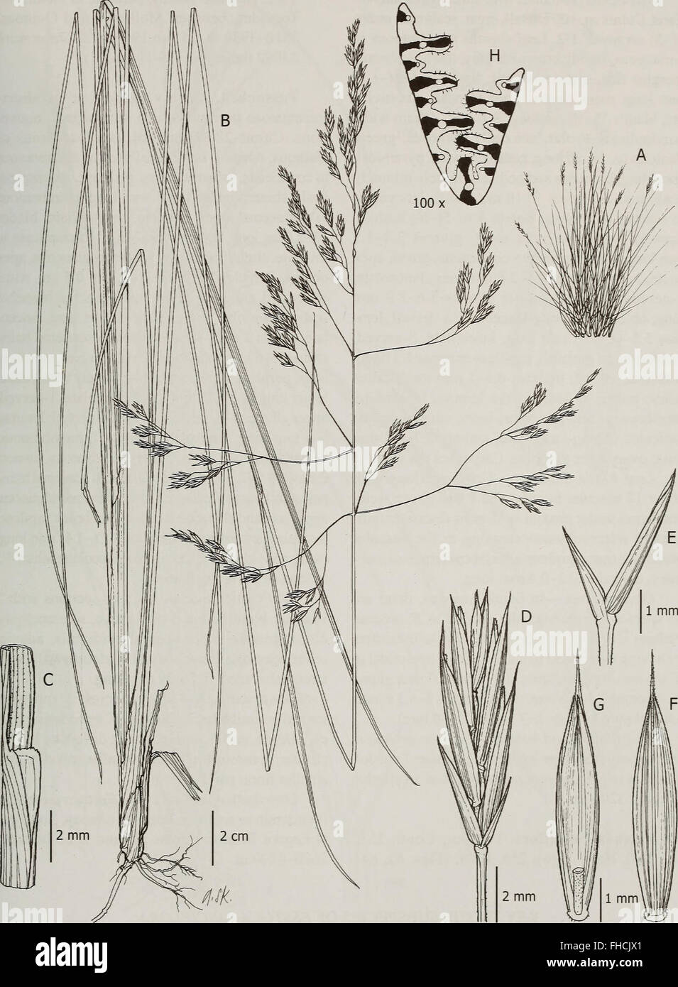Contributions from the United States National Herbarium (2008) Stock Photo