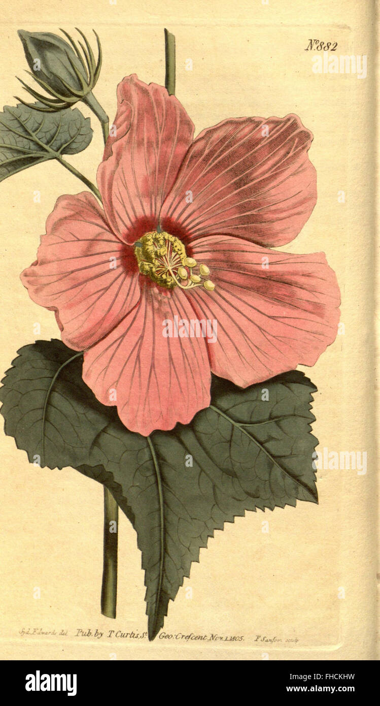 Curtis's Botanical Magazine, an influential botanical periodical, with ...