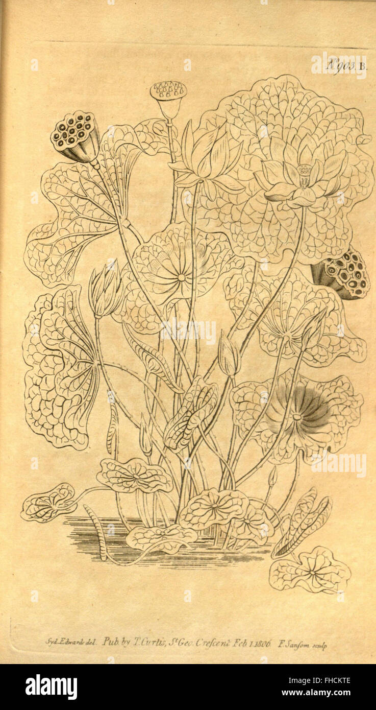 A renowned botanical magazine featuring illustrations and articles on ...
