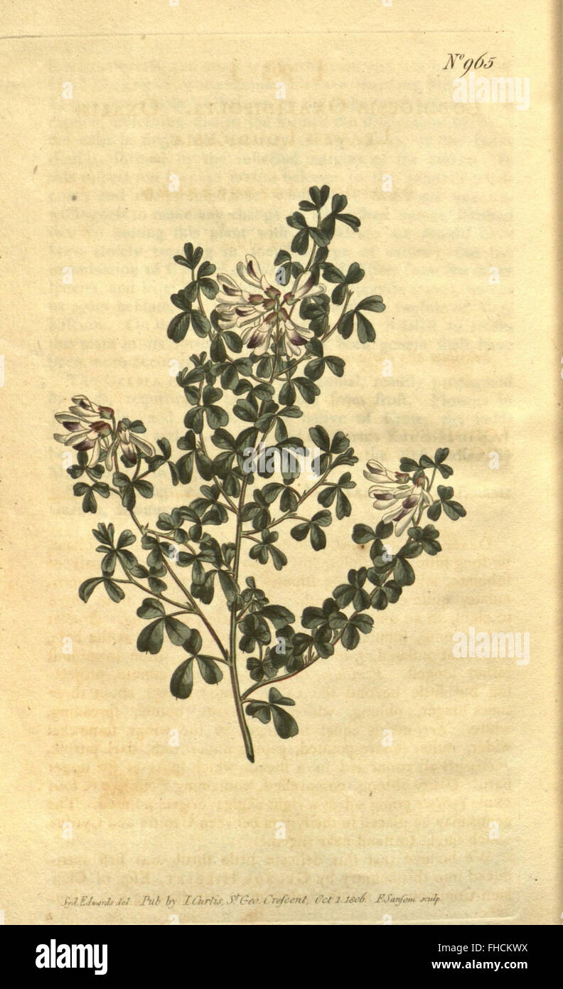 Curtis’s botanical magazine cover hi-res stock photography and images ...