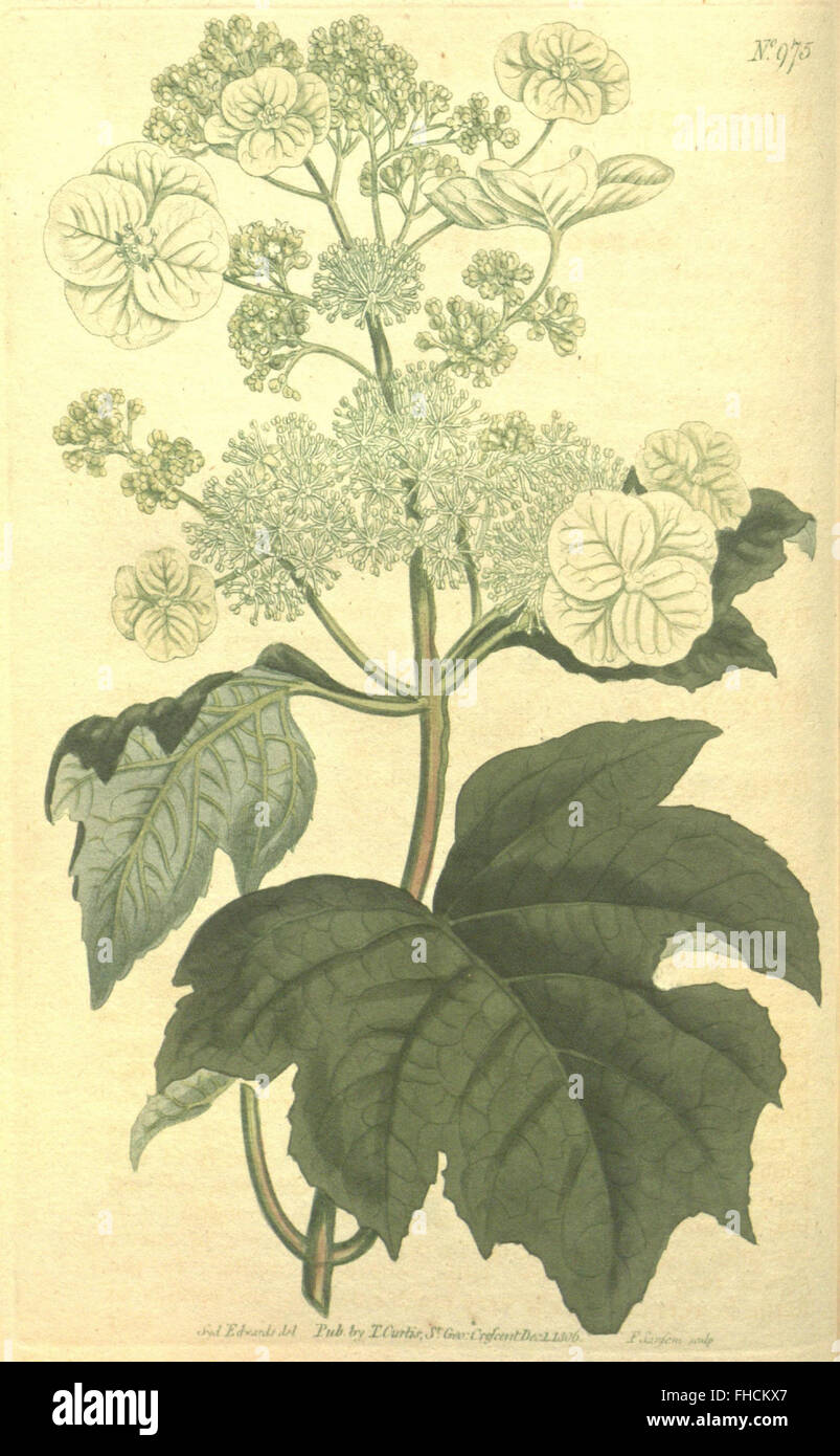 An iconic botanical publication, Curtis's Botanical Magazine showcases ...