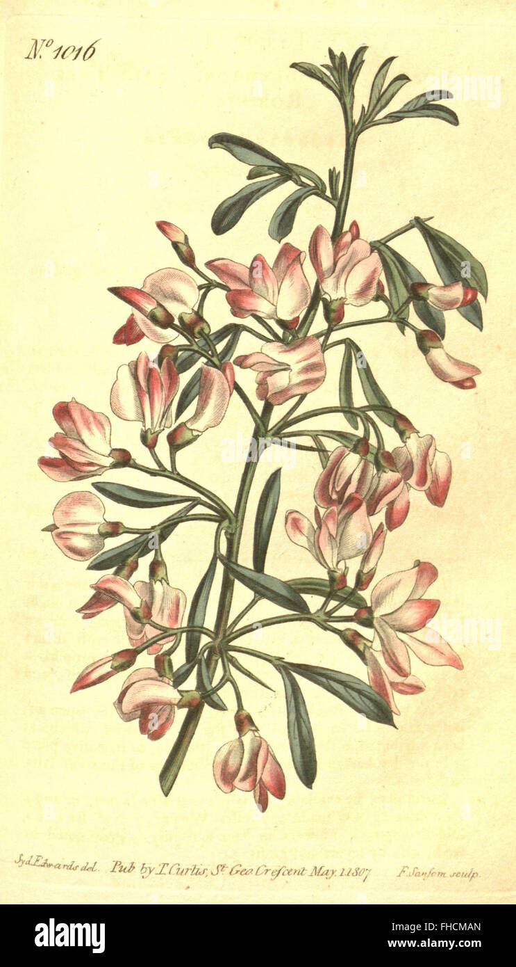 Curtis’s botanical magazine cover hi-res stock photography and images ...