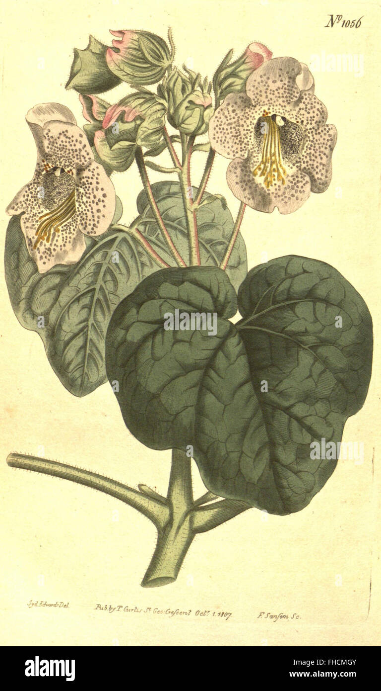 Curtis’s botanical magazine cover hi-res stock photography and images ...
