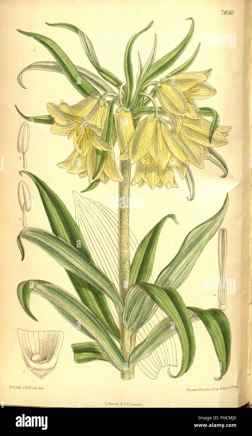 Curtis's Botanical Magazine, a renowned botanical periodical showcasing ...