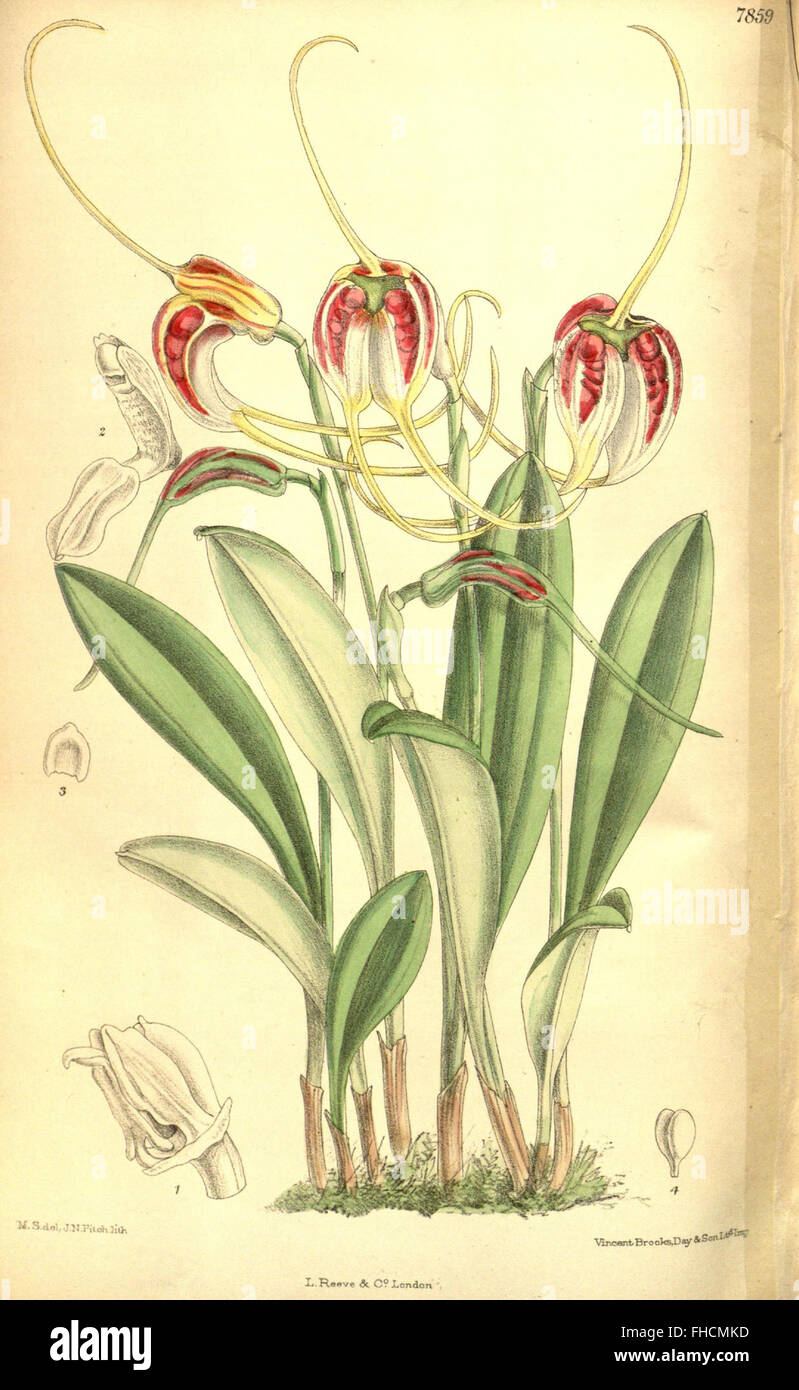 Curtis's botanical magazine (Tab 7859 Stock Photo - Alamy