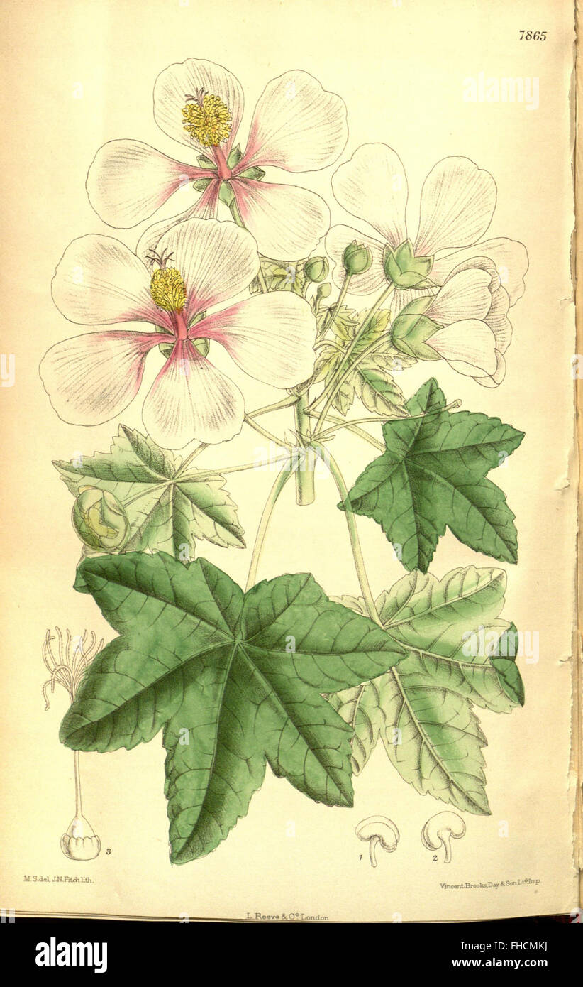 An issue of Curtis's Botanical Magazine featuring detailed ...