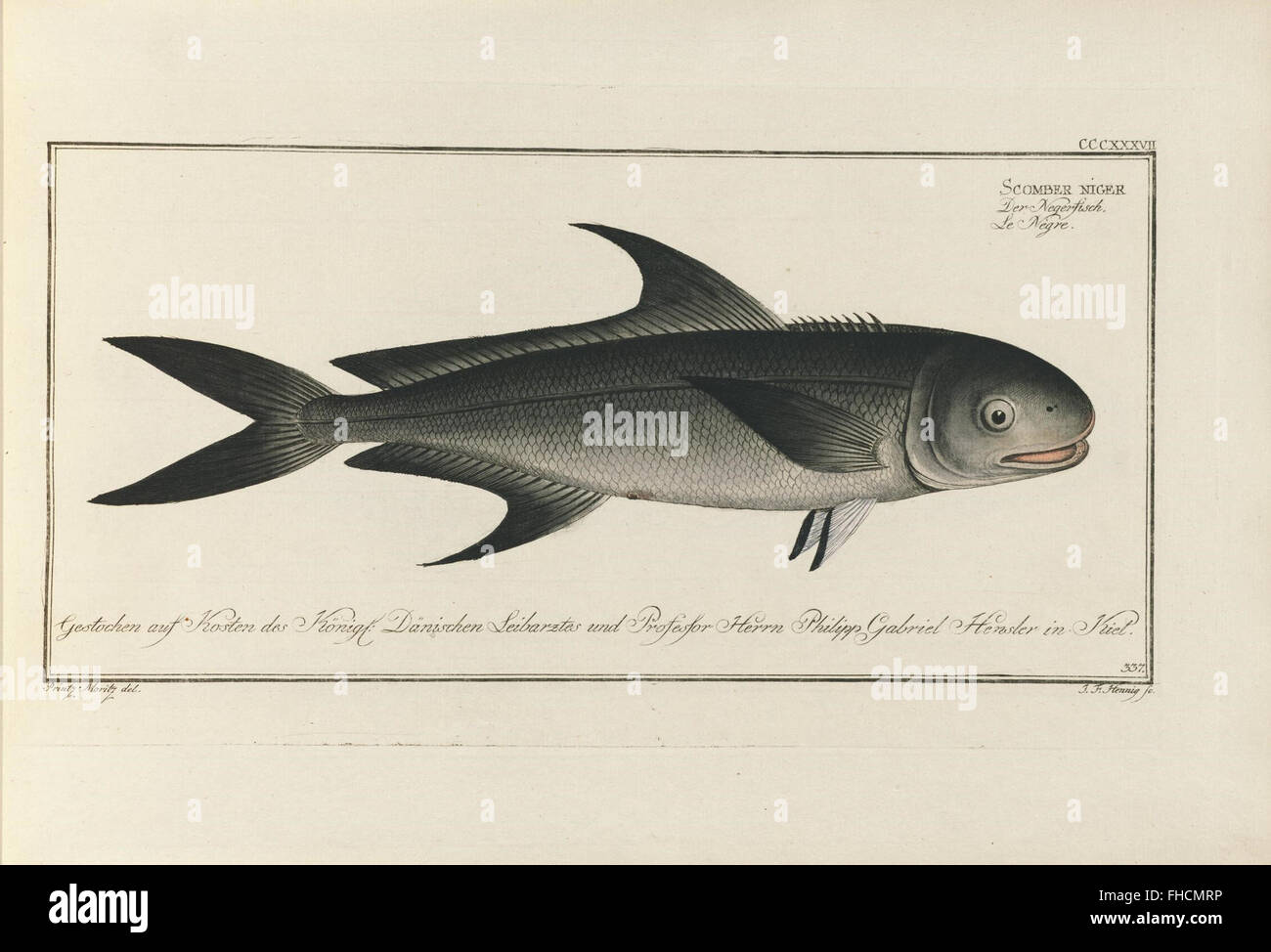 Epinephelus Streifen Goldener Streifen Marcus Elieser Bloch main image 1