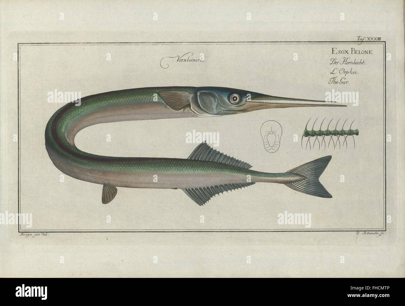 Esox Ossaus Der Fisch Gar Marcus Elieser Bloch