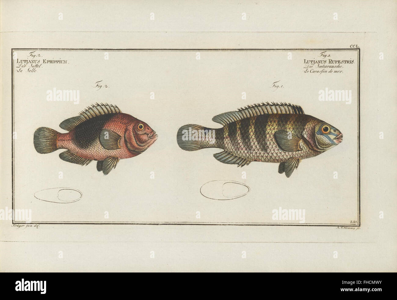 fishes, ichthyology, Germany, historical fish studies, 18th century