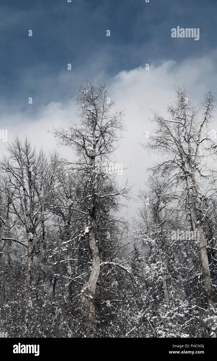 Cottonwood and birch trees in an Alaskan forest in winter with snow on the branches and low clouds with blue sky. Stock Photo