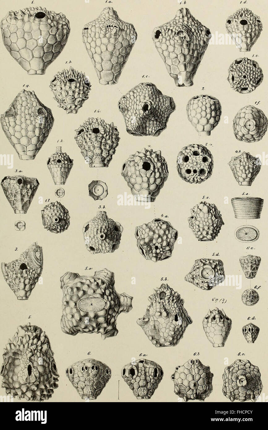 A 1867 volume of memoirs published by the Austrian Academy of Sciences ...
