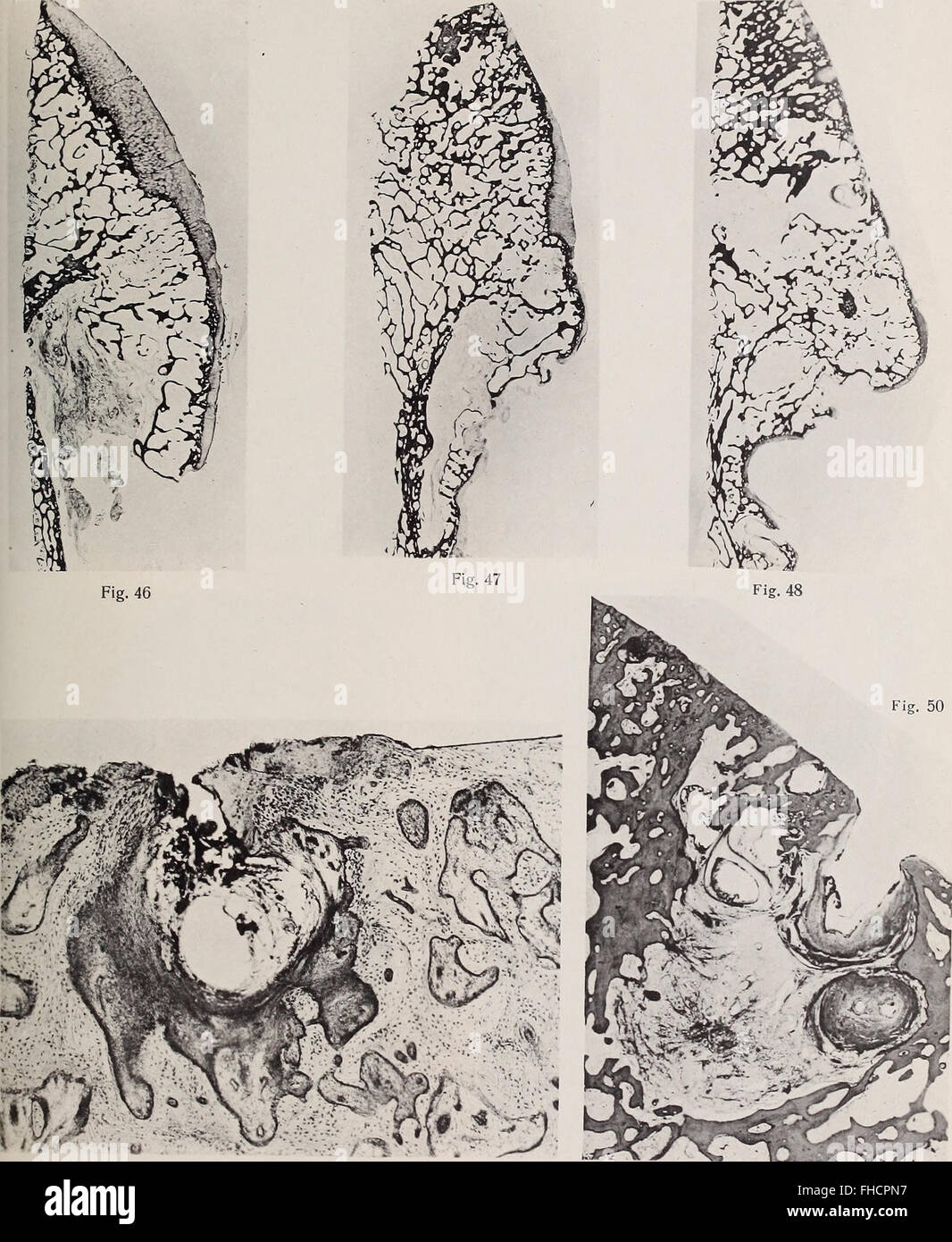 A 1914 volume from the Austrian Academy of Sciences documenting ...