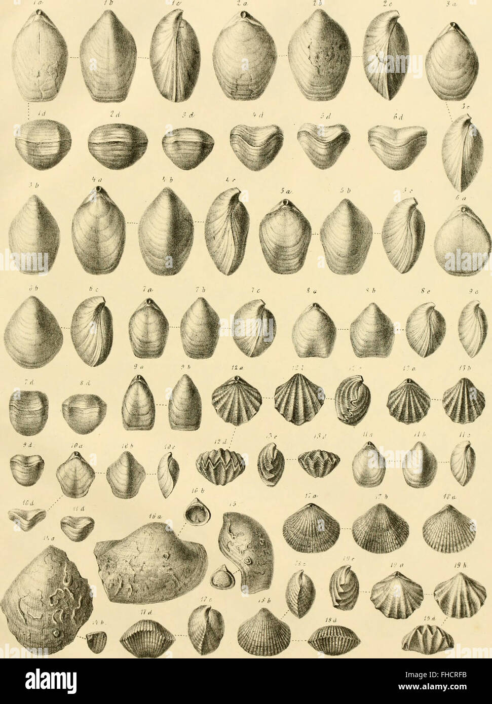 Denkschriften der Kaiserlichen Akademie der Wissenschaften, Mathematisch-Naturwissenschaftliche Classe (1879) Stock Photo