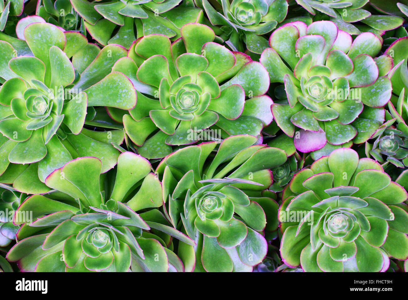 Green succulent flowers Stock Photo