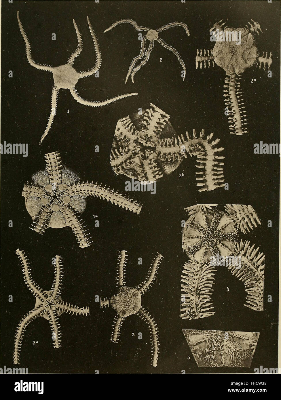 Denkschriften der Medicinisch-Naturwissenschaftlichen Gesellschaft zu Jena (1910) Stock Photo