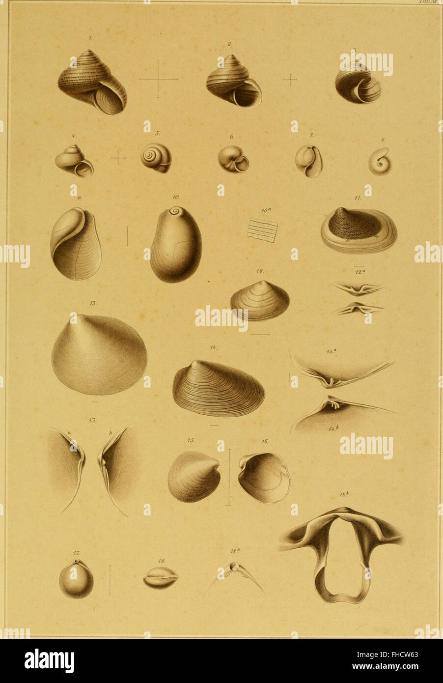 Den Norske Nordhavs-expedition, 1876-1878 (1880-1901) Stock Photo
