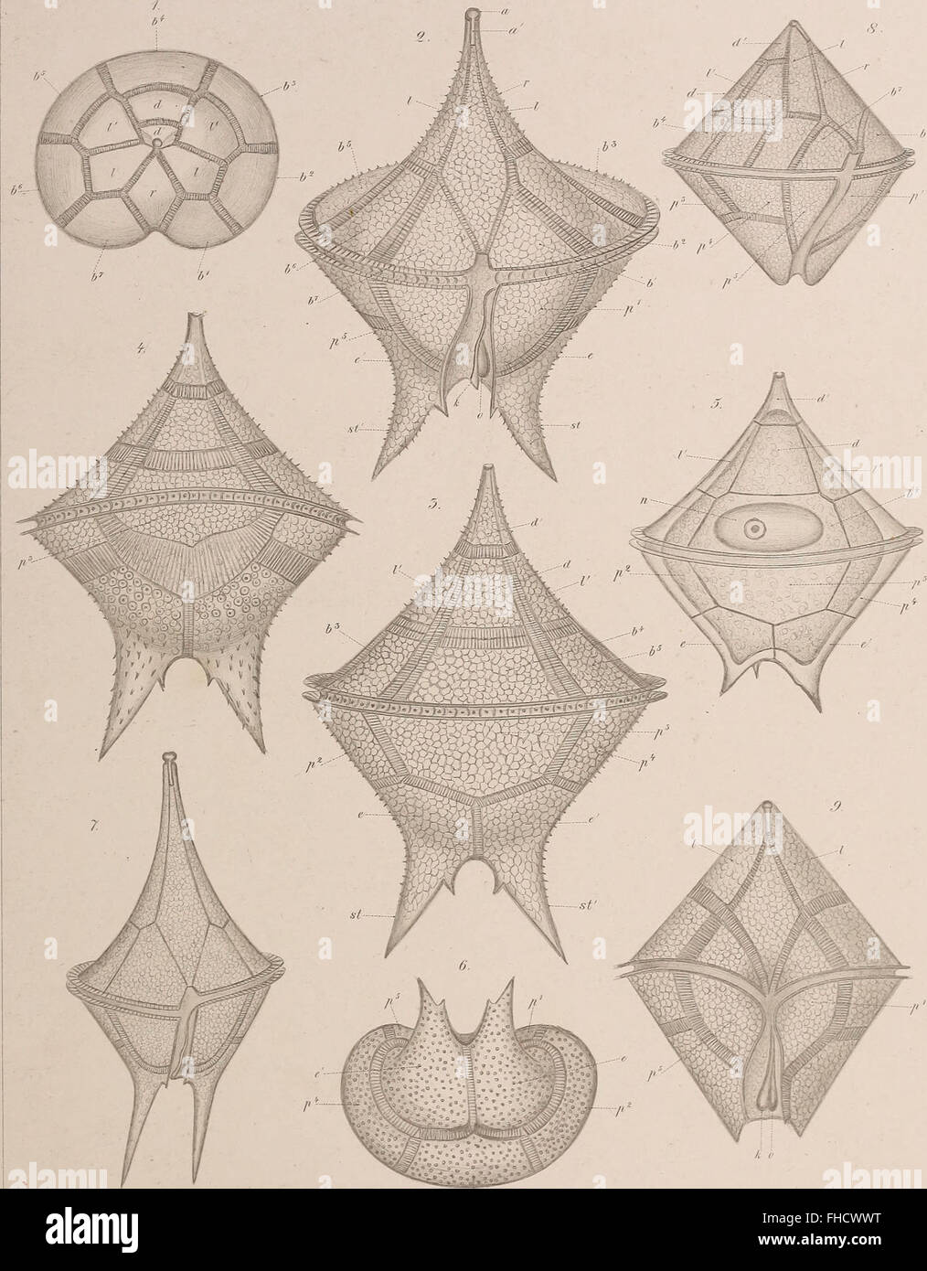 Diversity of microscopic life forms hi-res stock photography and images ...