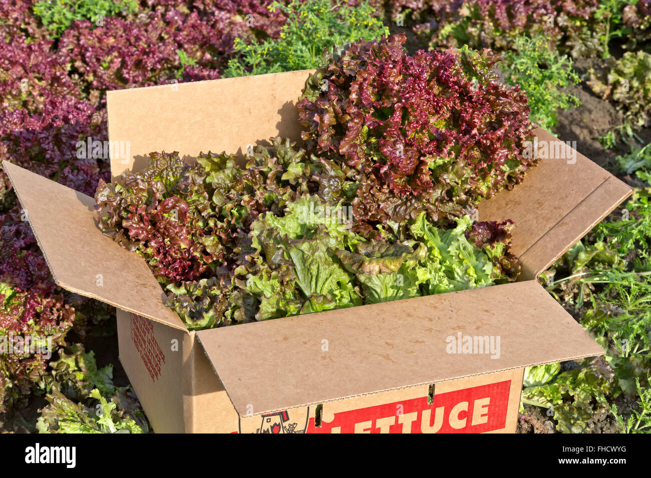 Red Leaf Lettuce, packing box. Stock Photo