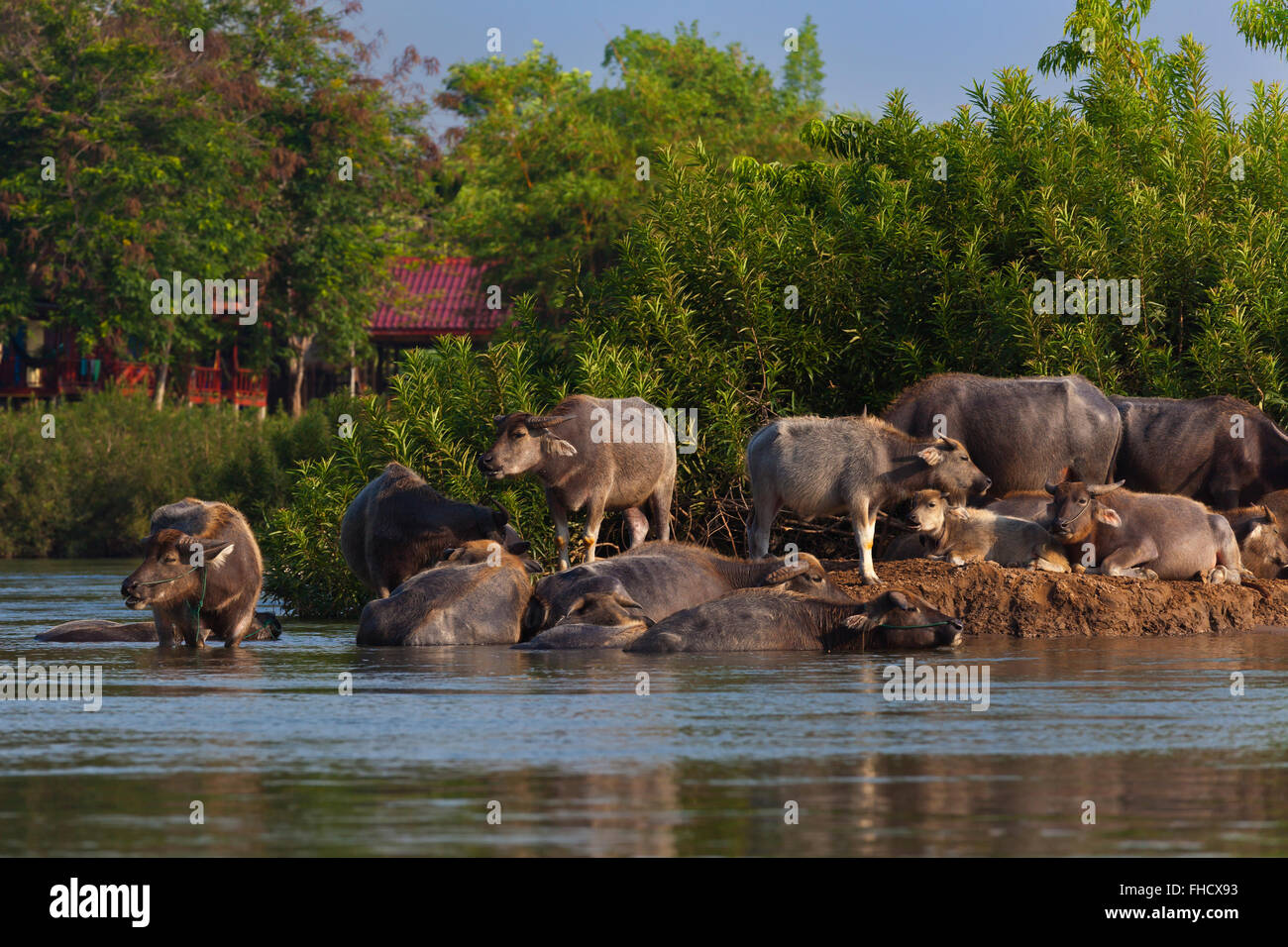 WATER BUFFALO on DONE DET ISLAND in the 4 Thousand Islands Area (Si Phan Don) of the MEKONG RIVER - SOUTHERN, LAOS Stock Photo