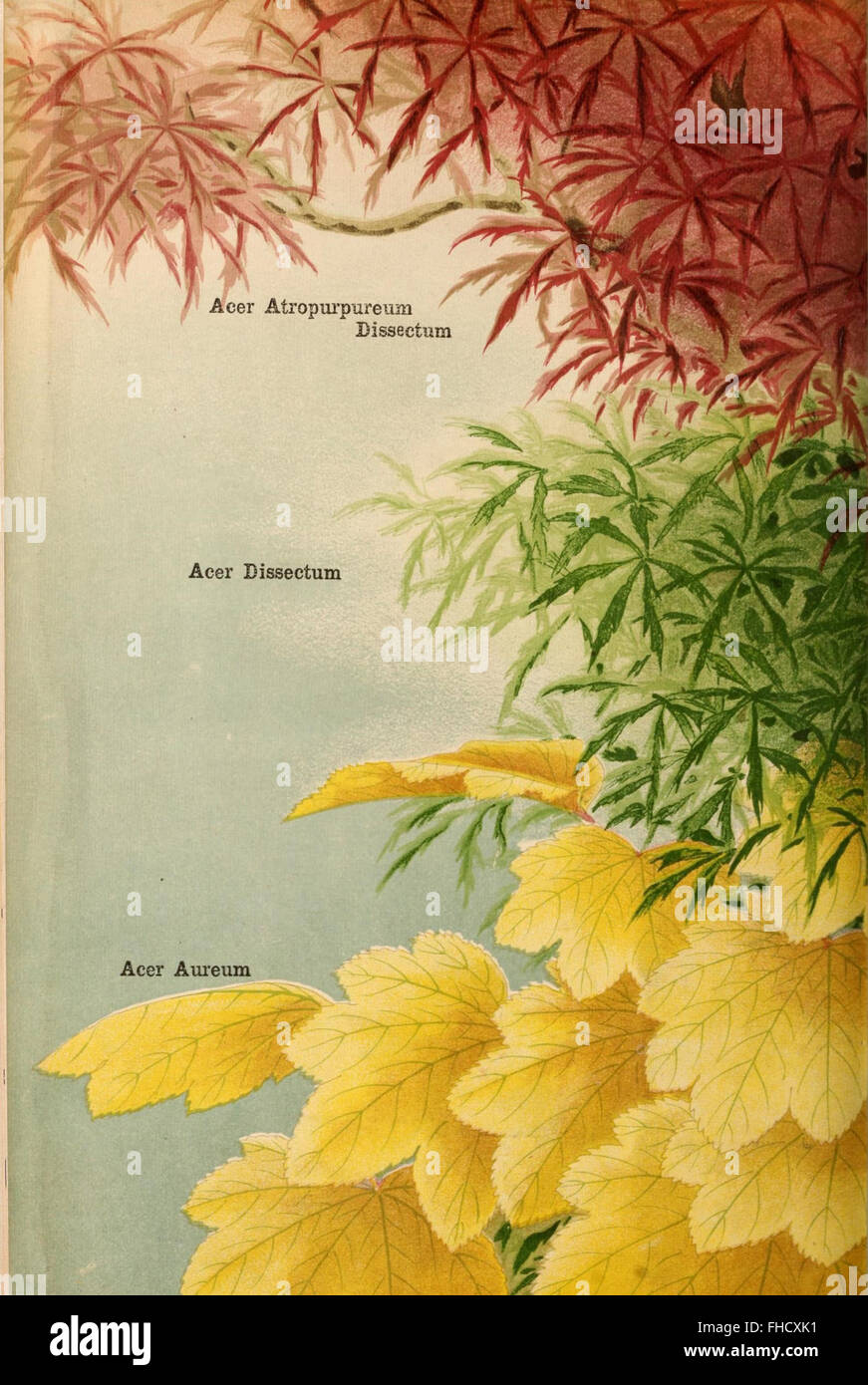 A comprehensive catalog of ornamental and flowering plants, including