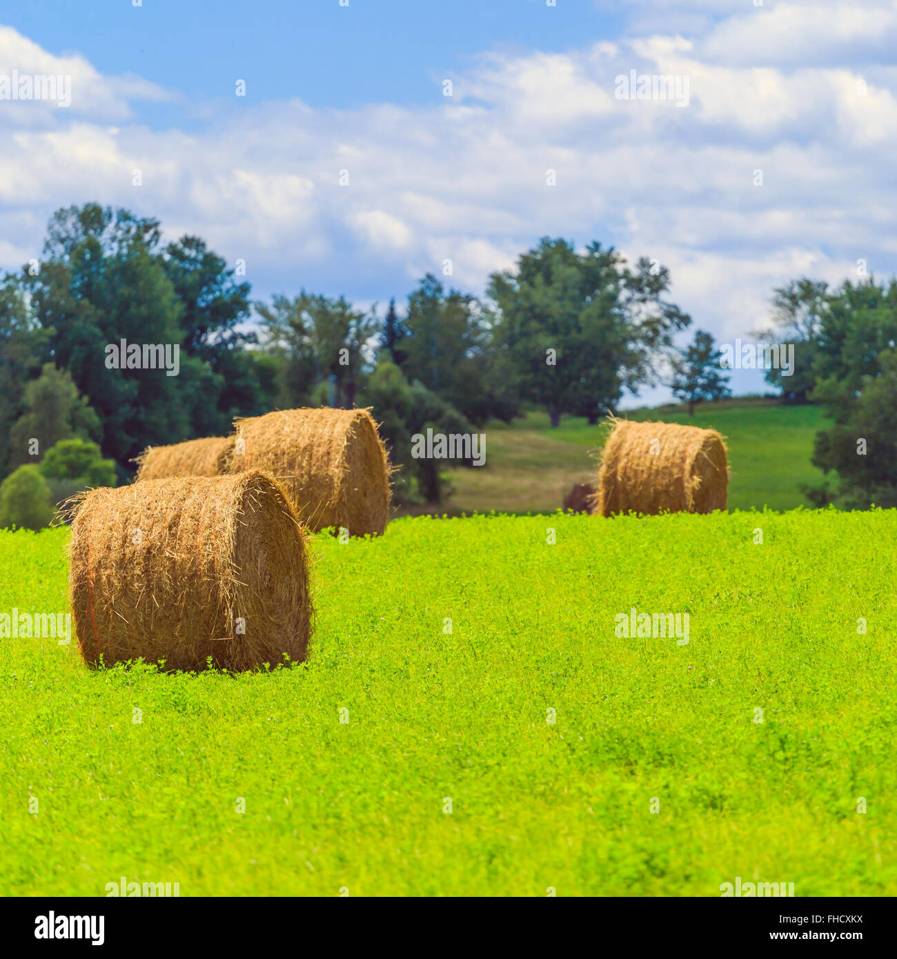 Round hay bales on the green field Stock Photo - Alamy
