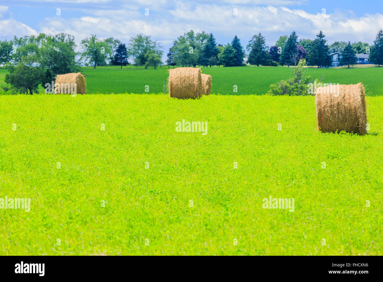 Round hay bales on the green field Stock Photo - Alamy