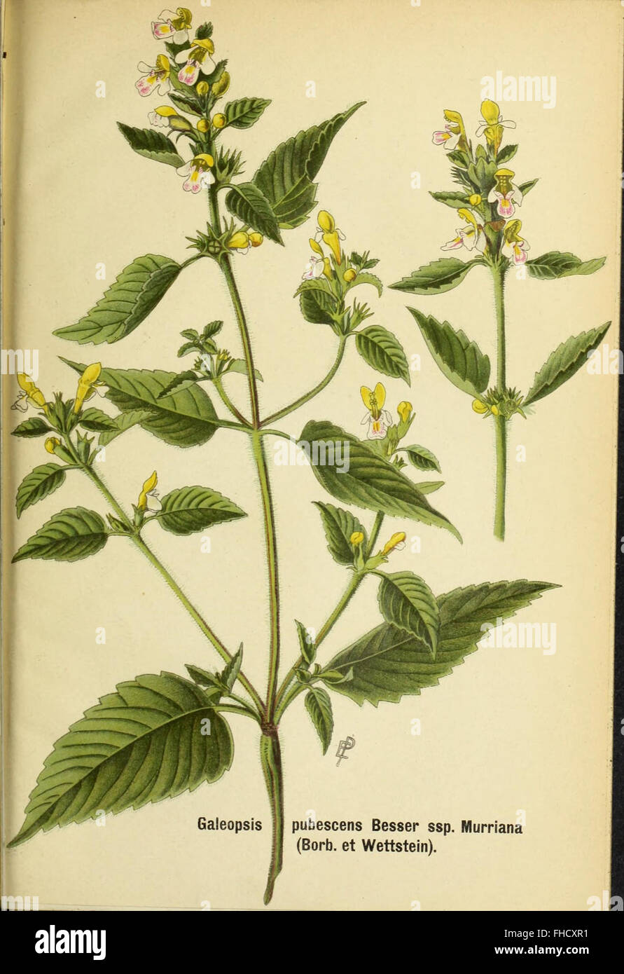 Deutsche botanische Monatsschrift Stock Photo Alamy