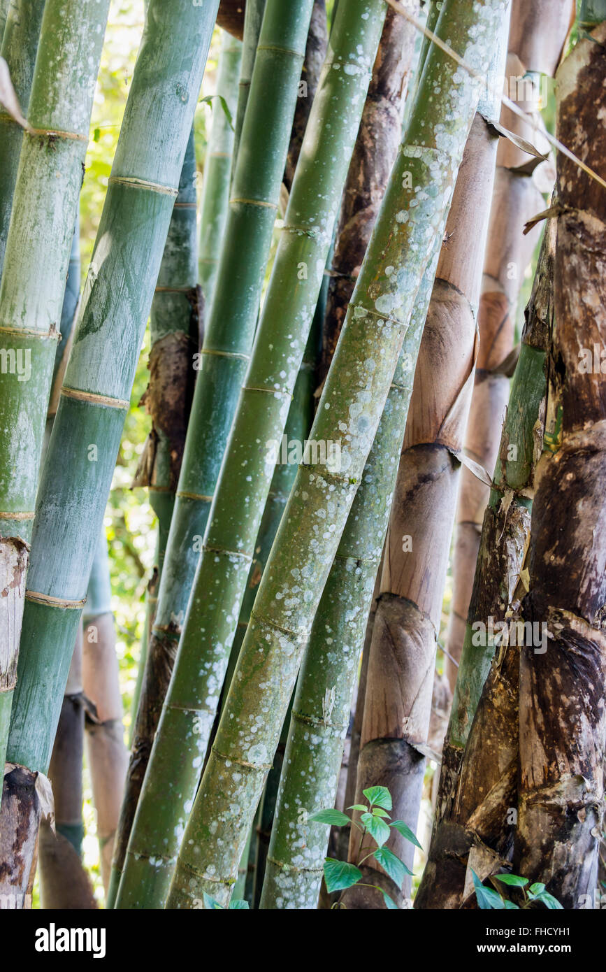 Bamboo forest, Burma Stock Photo