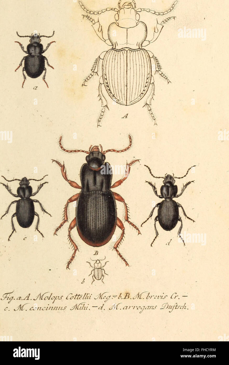 A comprehensive guide to the insect species of Germany, including ...