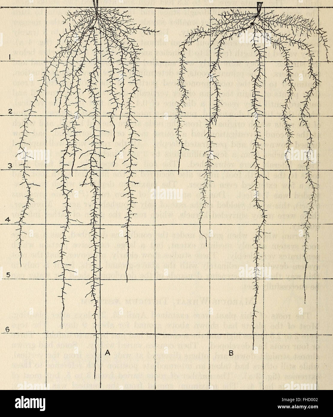 A 1922 study exploring the development and ecological role of root ...
