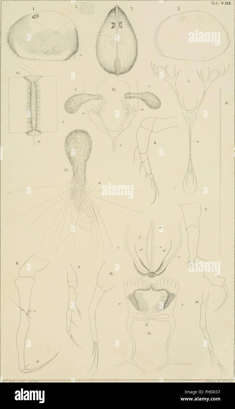 De crustaceis ex ordinibus tribus- Cladocera, Ostracoda et Copepoda, in Scania occurrentibus. Om de inom SkC3A5ne fC3B6rekommande crustaceer af ordningarne Cladocera, Ostracoda och Copepoda (1853) Stock Photo