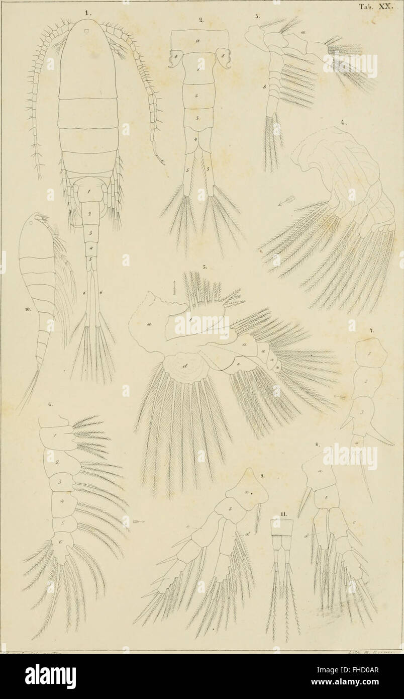 De crustaceis ex ordinibus tribus- Cladocera, Ostracoda et Copepoda, in Scania occurrentibus. Om de inom SkC3A5ne fC3B6rekommande crustaceer af ordningarne Cladocera, Ostracoda och Copepoda (1853) Stock Photo