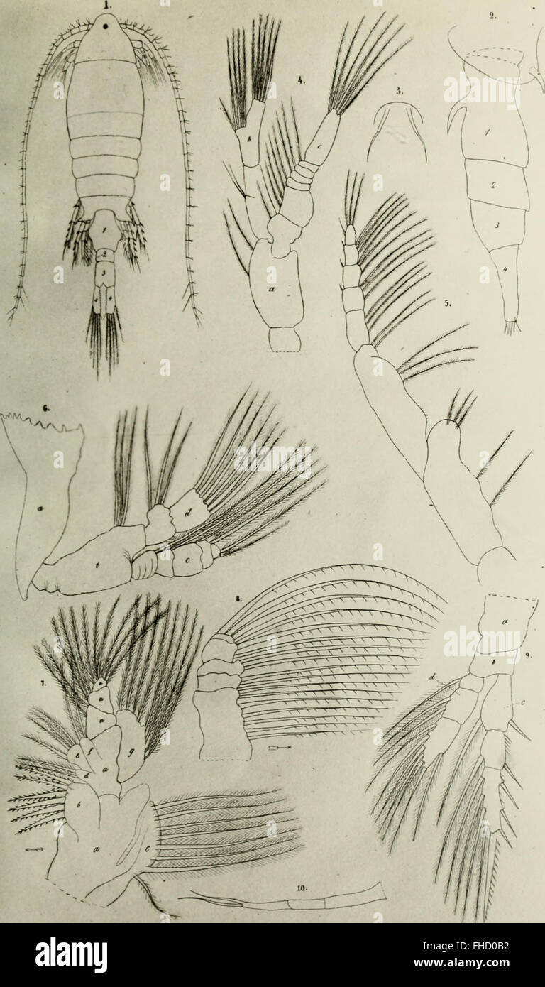 De crustaceis ex ordinibus tribus - Cladocera, Ostracoda et Copepoda in Scania occurrentibus = om, De inom SkC3A5ne fC3B6rekommande crustaceer af ordningarne - Cladocera, Ostracoda och Copepoda (1853) Stock Photo