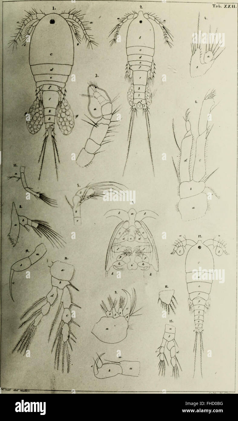 De crustaceis ex ordinibus tribus - Cladocera, Ostracoda et Copepoda in Scania occurrentibus = om, De inom SkC3A5ne fC3B6rekommande crustaceer af ordningarne - Cladocera, Ostracoda och Copepoda (1853) Stock Photo